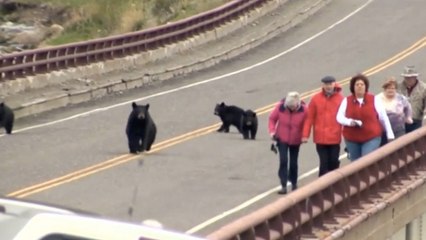 Quand un ours noir fait fuir un groupe de touristes trop curieux à Yellowstone