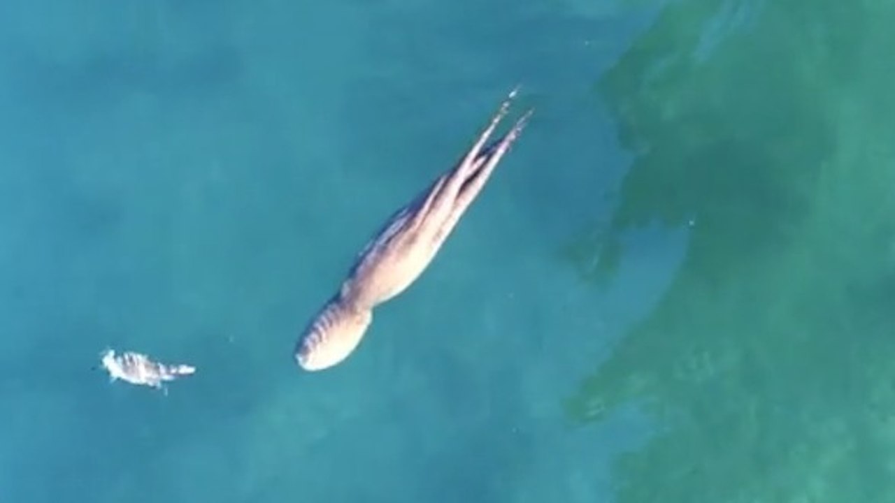 L'étonnante course-poursuite entre un crabe et une pieuvre filmée dans le port de Sydney