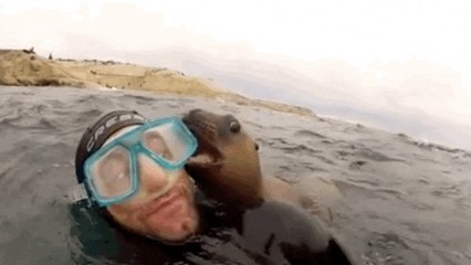Une fantastique rencontre entre des plongeurs et des otaries très joueuses