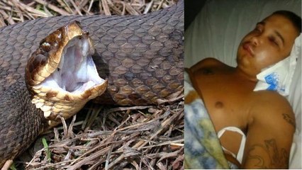 Voilà pourquoi approcher de près un serpent venimeux est une très mauvaise idée