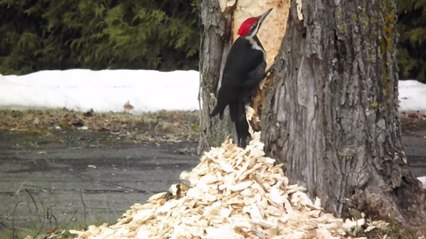 Cet oiseau très motivé pourrait abattre un arbre à lui tout seul