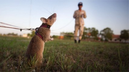 Quand des rats aident les Cambodgiens à débusquer les mines antipersonnel
