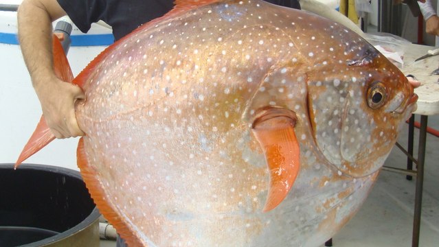 Des scientifiques découvrent le premier poisson au sang complètement chaud