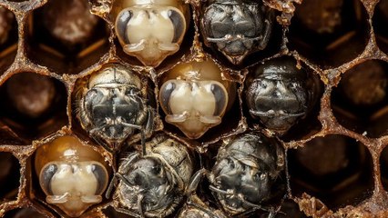 De la larve à l'abeille, le développement de cet insecte résumé en 60 secondes