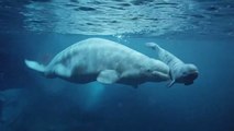 Assistez à la fantastique naissance d'un béluga filmée aux Etats-Unis