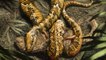 Le fossile d'un serpent à quatre pattes relance les théories sur l'origine de ces reptiles