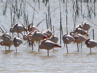 ¿Qué son los humedales y por qué son claves para la vida?