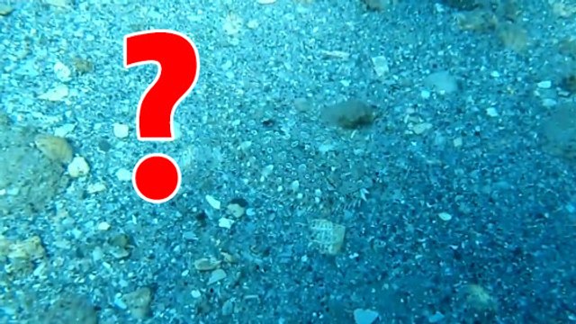 Une vidéo dévoile les fantastiques facultés de camouflage d'un poisson