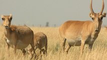 Le mystère inquiétant des 120 000 antilopes saïgas retrouvées mortes au Kazakhstan