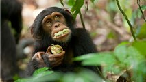 Les chimpanzés auraient les capacités nécessaires pour cuisiner