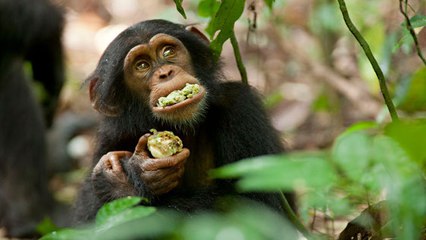 Les chimpanzés auraient les capacités nécessaires pour cuisiner