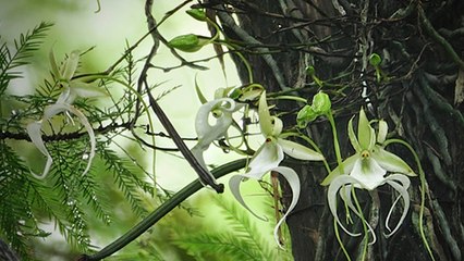 Des scientifiques collaborent pour sauver l'orchidée fantôme, une des fleurs les plus rares du monde