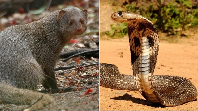 Quand un cobra et une mangouste se livrent un duel sans merci