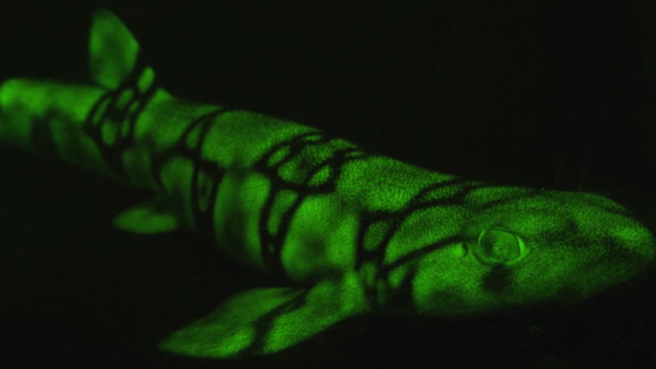L'étonnante biofluorescence d’un requin des abysses