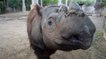 Harapan, l'un des derniers rhinocéros de Sumatra va traverser le monde pour sauver son espèce