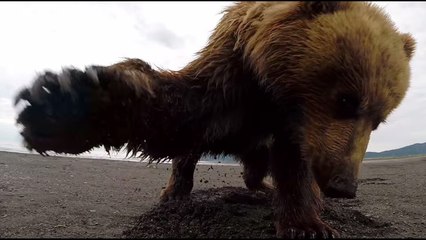 Quand un grizzly s’en prend à une caméra embarquée en Alaska