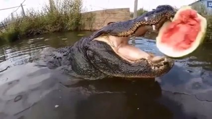 De féroces alligators ne font qu'une bouchée de ces pastèques