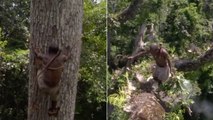 Cet homme grimpe un arbre de 40 mètres de haut pour chercher du miel