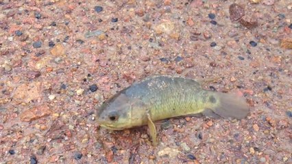 La perche grimpeuse, ce poisson ''marcheur'' qui inquiète l'Australie