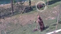 Quand une femelle ourse vient à la rescousse de son petit coincé dans un arbre