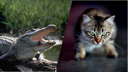 Un saisissant face-à-face entre un alligator et un chat