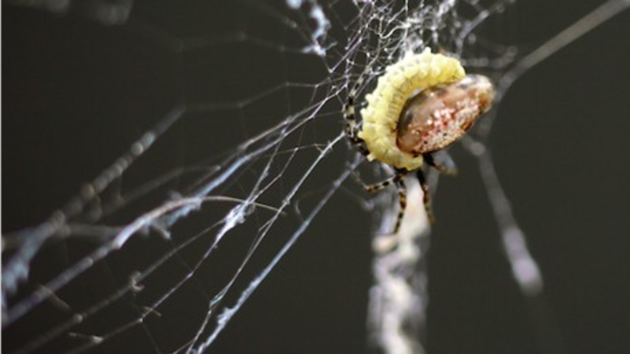 La larve de guêpe qui transforme les araignées en zombies