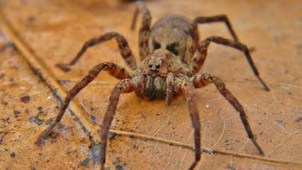 Pour séduire, cette araignée-loup a une technique assez spéciale