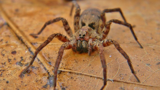 Pour séduire, cette araignée-loup a une technique assez spéciale