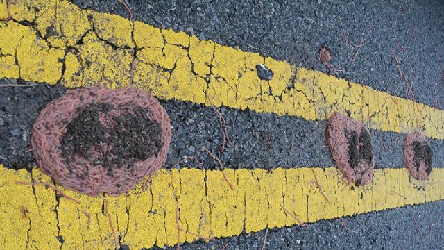 D'étranges boules gluantes découvertes sur une route du Texas
