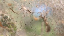 Des milliers d'araignées envahissent les arbres d'un parc texan