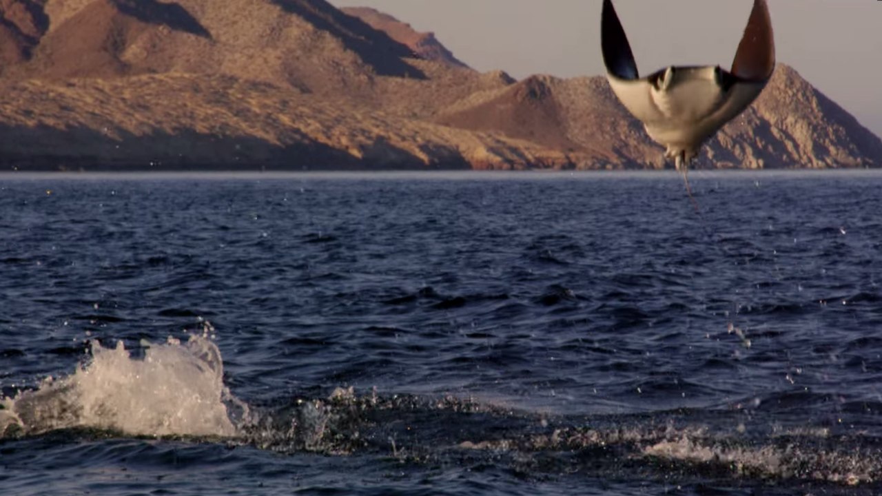 Observez l'impressionnante parade nuptiale des raies Mobula