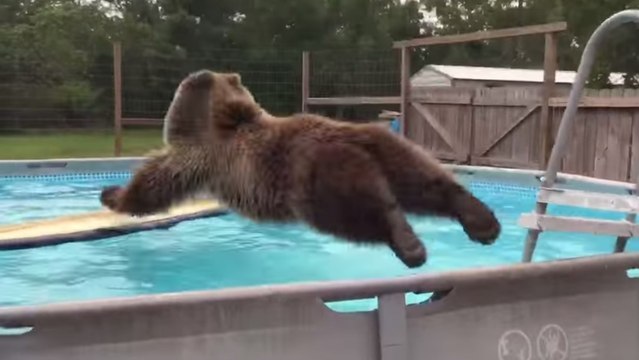 Quand un ours se jette dans une piscine pour se rafraichir