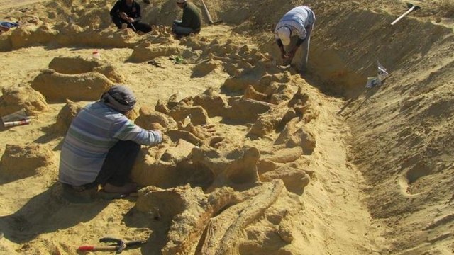 Les restes d’une baleine dans une baleine dans un requin retrouvés en Egypte