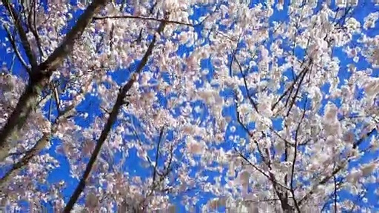 Good Day - Happy Uplifting Free Background Music by Yevhen Lokhmatov