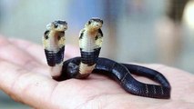 Un rarissime cobra à deux têtes adopté par un zoo chinois