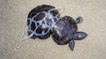 Peanut, la tortue déformée devenue un symbole contre la pollution des océans