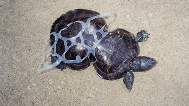 Peanut, la tortue déformée devenue un symbole contre la pollution des océans
