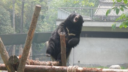 Quand un ours tente par tous les moyens d’atteindre les feuilles d’un arbre