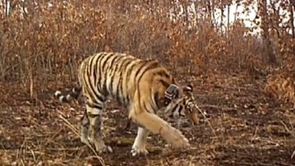 Un an après leur remise en liberté, les ''tigres de Poutine'' ramènent de bonnes nouvelles