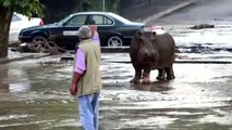 Des animaux s'échappent de leur zoo après des inondations meurtrières en Géorgie