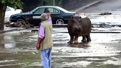 Des animaux s'échappent de leur zoo après des inondations meurtrières en Géorgie