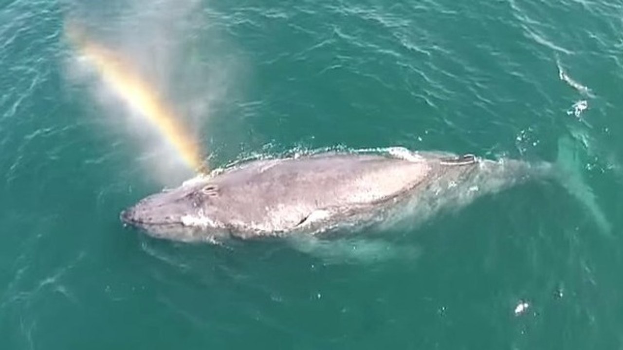 Quand une baleine fait des arcs-en-ciel avec son évent