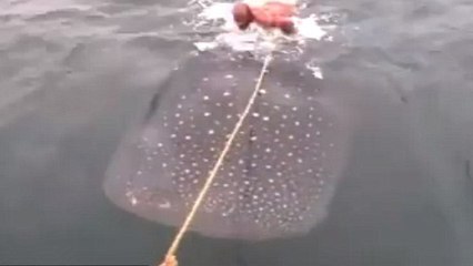 Deux hommes filmés surfant sur le dos d'un requin-baleine suscitent la colère sur internet