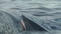 Les terrifiantes images d'un groupe de requins se délectant des restes d'un cachalot