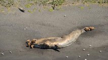 Une mystérieuse hécatombe frappe les baleines en Alaska