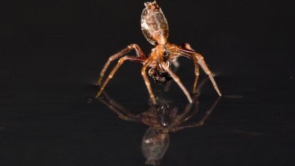 Les araignées "volantes" sont aussi capables de naviguer sur les eaux