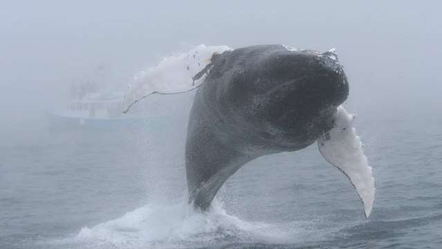 L’incroyable exhibition d’une baleine à bosse