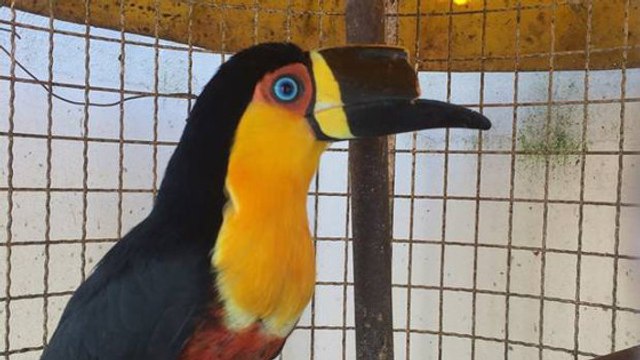 Un toucan défiguré reçoit un nouveau bec fabriqué grâce à une imprimante 3D
