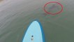 Des requins curieux encerclent des surfeurs lors d’une sortie en paddle