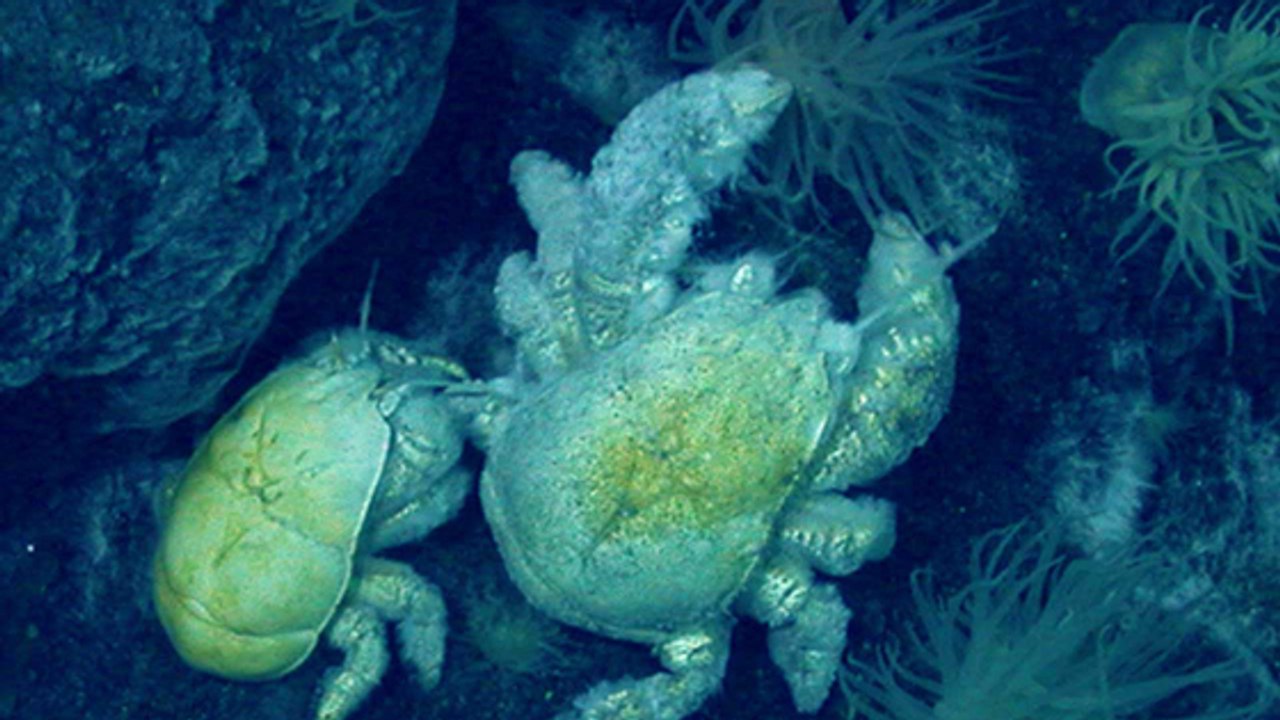 L'étonnant mode de survie du crabe-yéti d'Antarctique